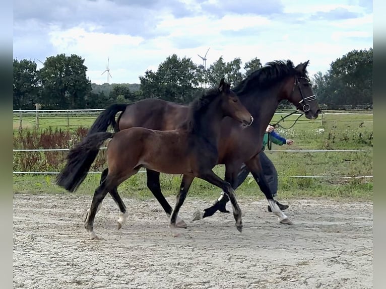 Poney de selle allemand Jument 6 Ans 148 cm Bai brun in Bassum