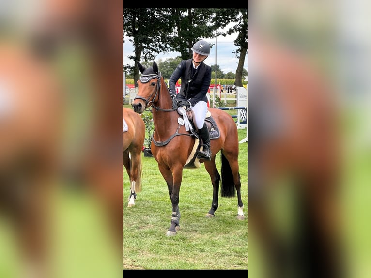 Poney de selle allemand Jument 6 Ans 148 cm Bai in Warendorf