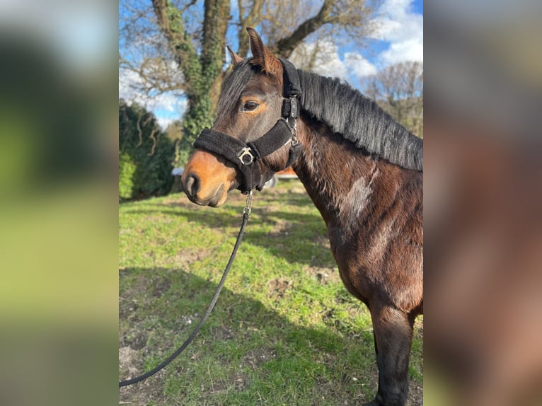 Poney de selle allemand Jument 6 Ans 148 cm Bai in Kalenborn