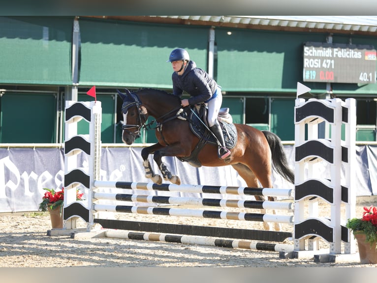 Poney de selle allemand Jument 6 Ans 148 cm Bai in Loiching