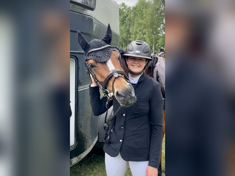 Poney de selle allemand Jument 6 Ans 148 cm Bai in Osterwald