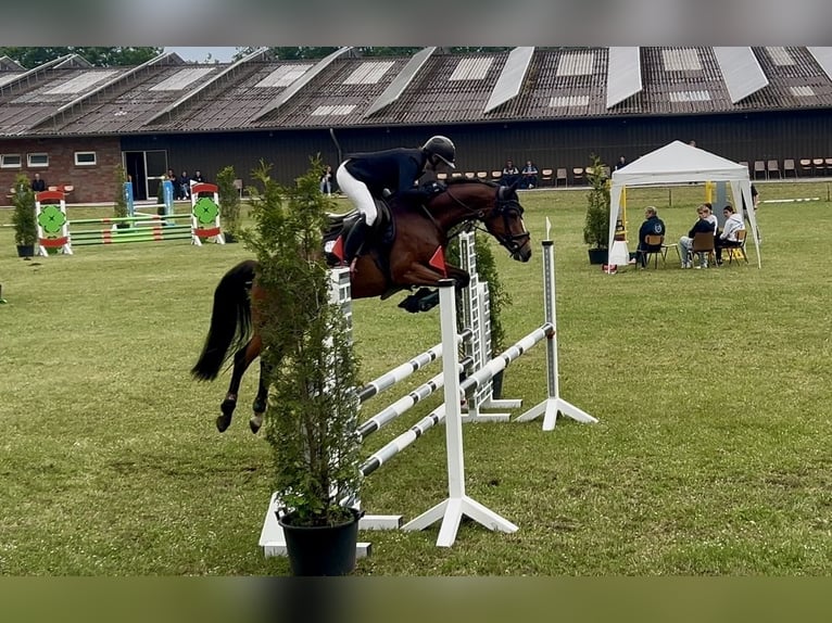 Poney de selle allemand Jument 6 Ans 148 cm Bai in Osterwald
