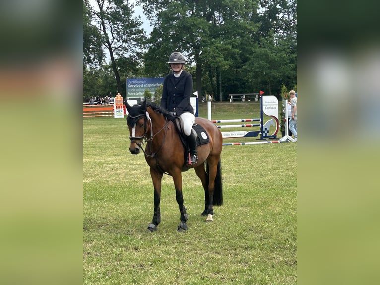 Poney de selle allemand Jument 6 Ans 148 cm Bai in Osterwald