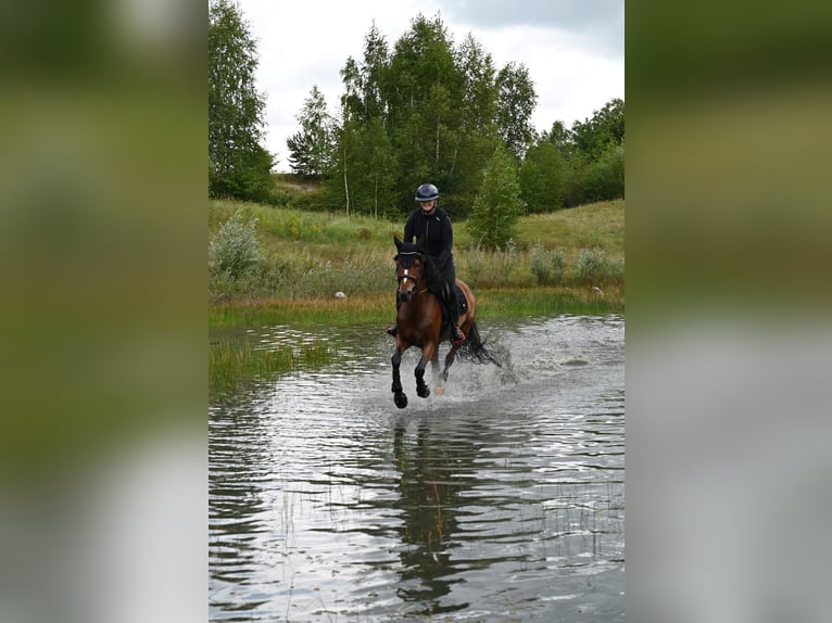 Poney de selle allemand Jument 6 Ans 148 cm Bai in Osterwald