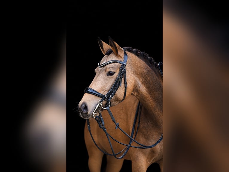 Poney de selle allemand Jument 6 Ans 148 cm Buckskin in Rostock