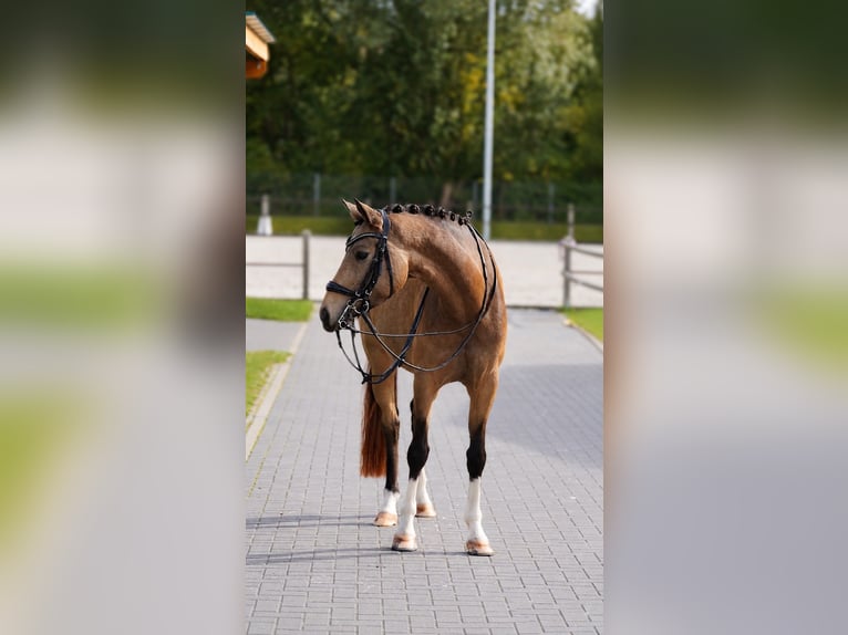 Poney de selle allemand Jument 6 Ans 148 cm Buckskin in Rostock