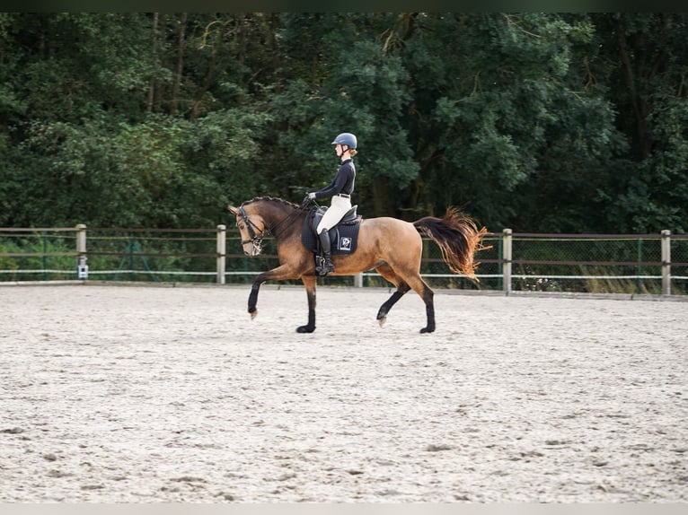 Poney de selle allemand Jument 6 Ans 148 cm Buckskin in Rostock
