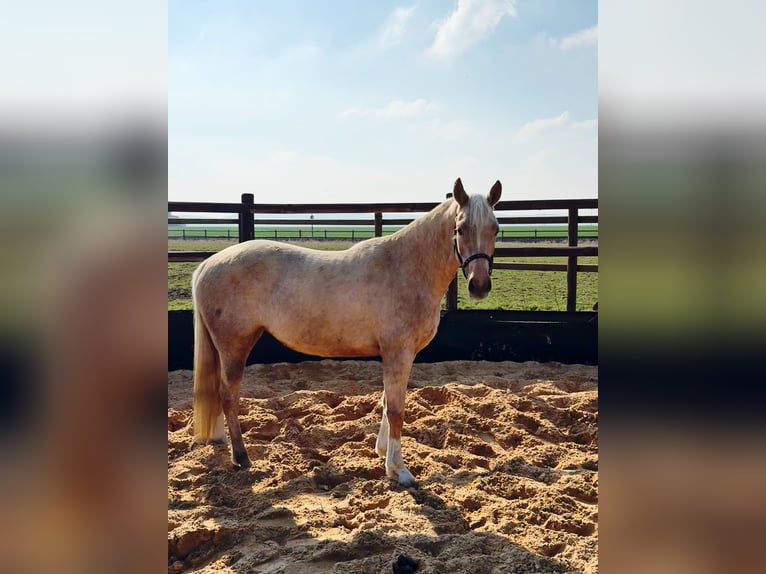 Poney de selle allemand Jument 6 Ans 148 cm  in Wegeleben