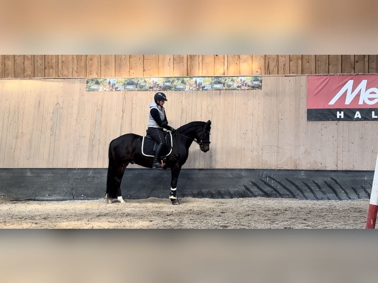 Poney de selle allemand Jument 6 Ans 148 cm  in Wegeleben
