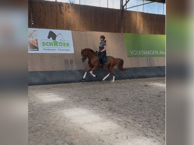 Poney de selle allemand Jument 6 Ans 148 cm  in Wegeleben