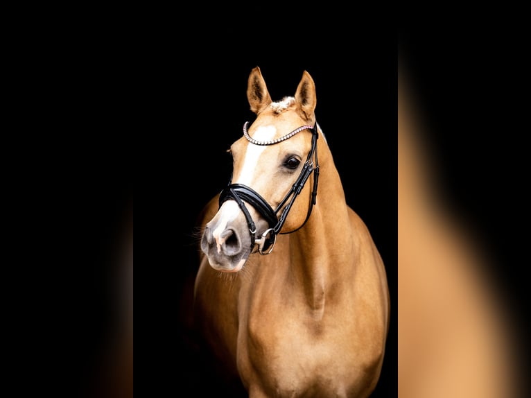 Poney de selle allemand Jument 6 Ans 148 cm  in Wegeleben