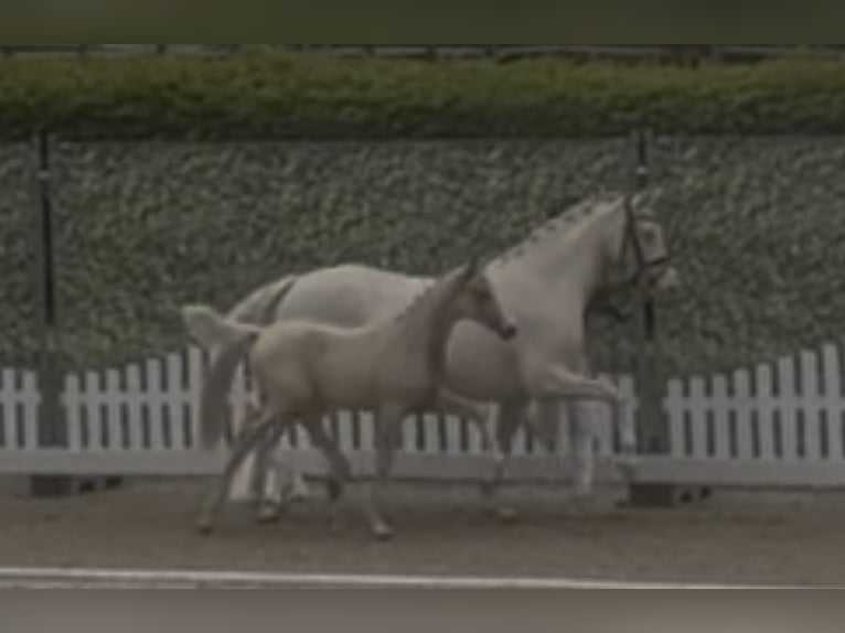 Poney de selle allemand Jument 6 Ans 148 cm Cremello in Langwedel