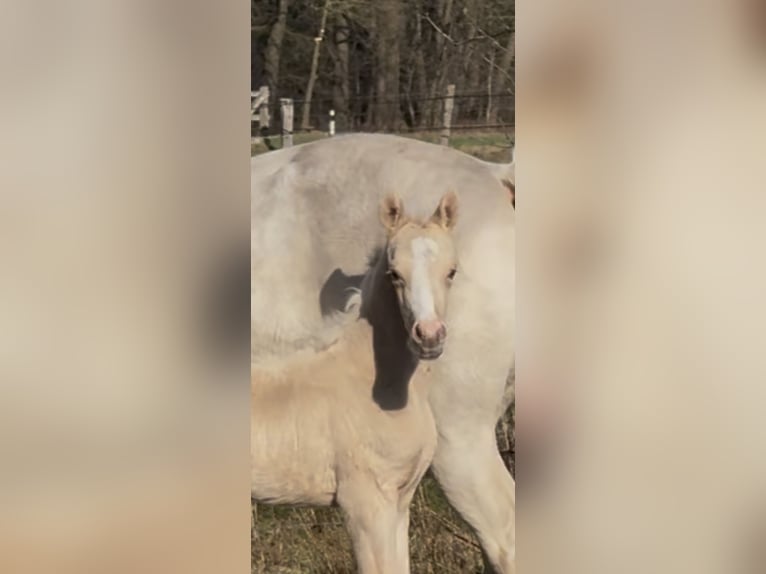 Poney de selle allemand Jument 6 Ans 148 cm Cremello in Langwedel