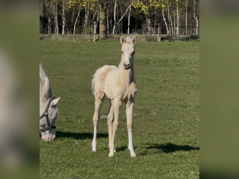 Poney de selle allemand Jument 6 Ans 148 cm Cremello in Langwedel