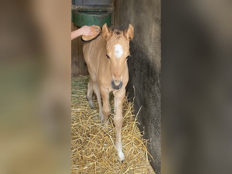 Poney de selle allemand Jument 6 Ans 148 cm Isabelle in Freiburg im Breisgau