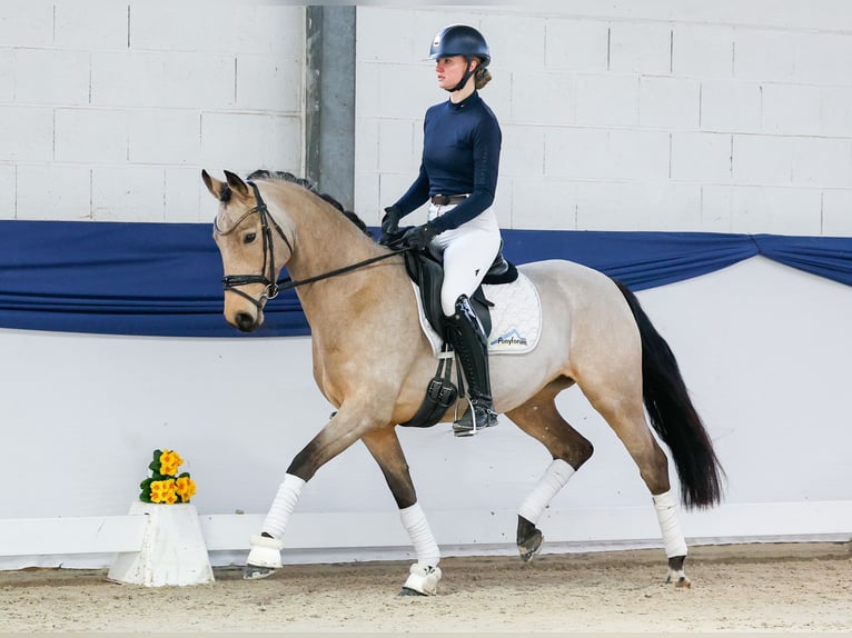 Poney de selle allemand Jument 6 Ans 148 cm Isabelle in Marsberg