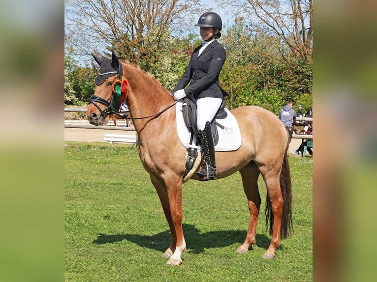 Poney de selle allemand Jument 6 Ans 148 cm Isabelle in Stuhr