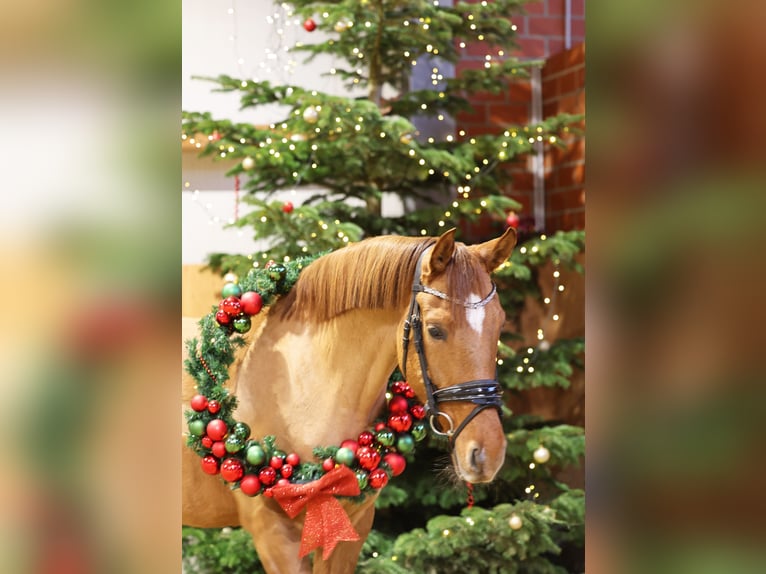 Poney de selle allemand Jument 6 Ans 148 cm Isabelle in Stuhr