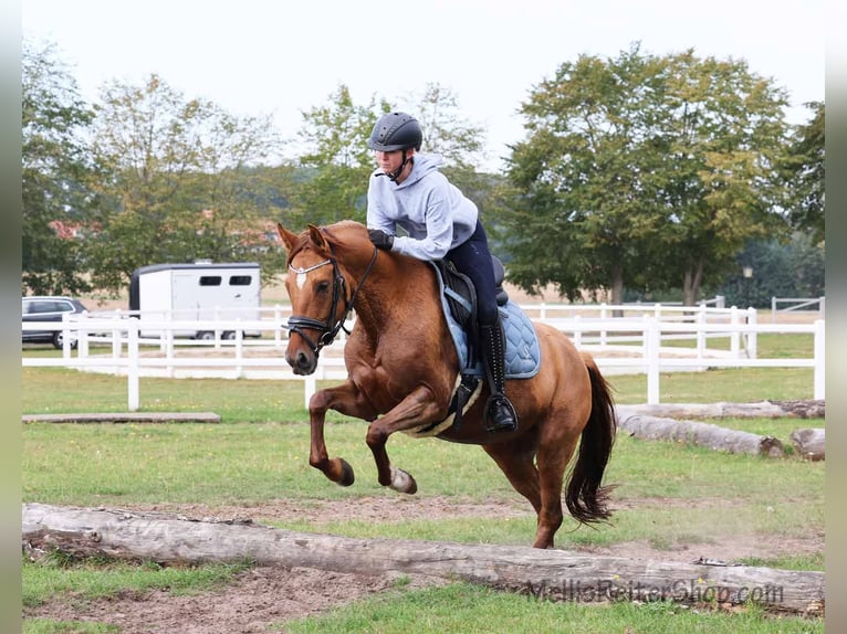 Poney de selle allemand Jument 6 Ans 148 cm Isabelle in Stuhr