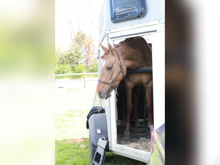 Poney de selle allemand Jument 6 Ans 148 cm Isabelle in Stuhr