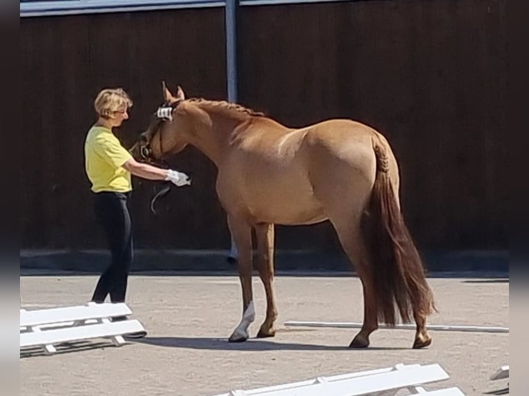 Poney de selle allemand Jument 6 Ans 148 cm Isabelle in Stuhr