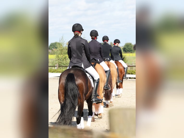 Poney de selle allemand Jument 6 Ans 148 cm Isabelle in Stuhr