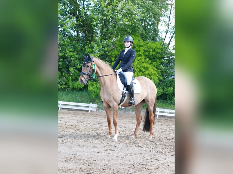 Poney de selle allemand Jument 6 Ans 148 cm Isabelle in Stuhr