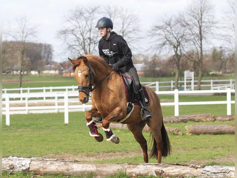 Poney de selle allemand Jument 6 Ans 148 cm Isabelle in Stuhr