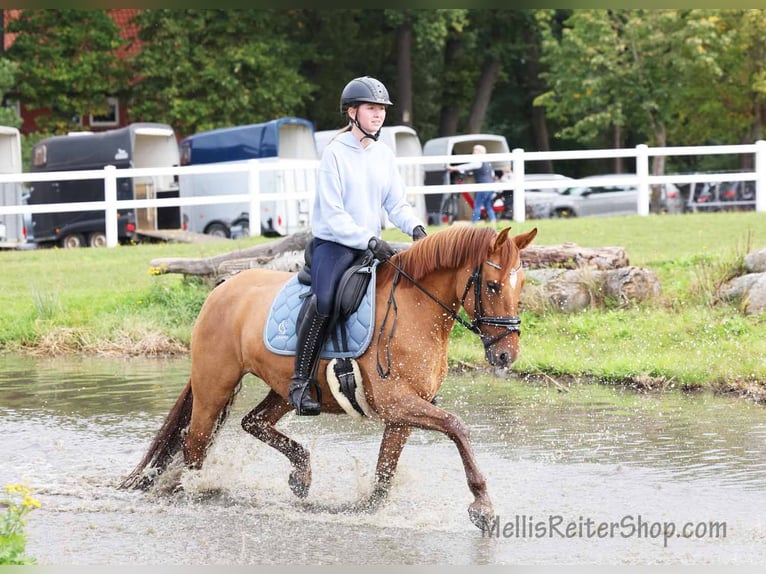 Poney de selle allemand Jument 6 Ans 148 cm Isabelle in Stuhr