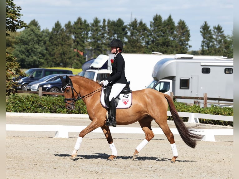 Poney de selle allemand Jument 6 Ans 148 cm Isabelle in Stuhr