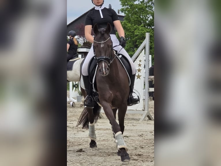 Poney de selle allemand Jument 6 Ans 148 cm Noir in Winsen (Aller)