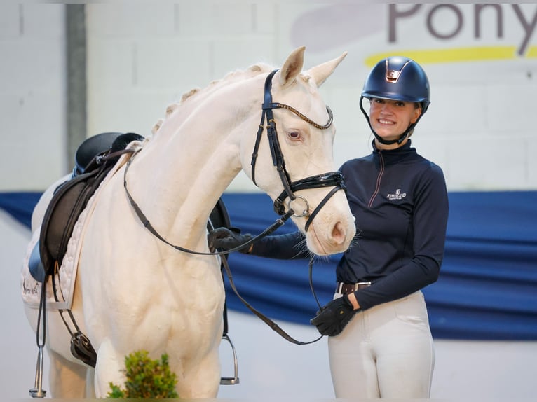 Poney de selle allemand Jument 6 Ans 149 cm Cremello in Marsberg