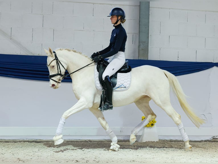 Poney de selle allemand Jument 6 Ans 149 cm Cremello in Marsberg