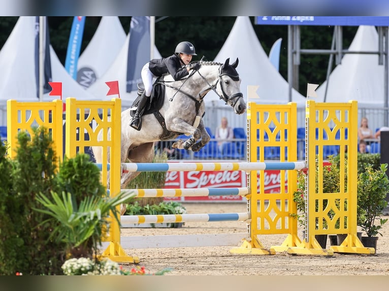 Poney de selle allemand Jument 6 Ans 149 cm Gris pommelé in Braunschweig