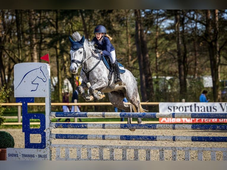 Poney de selle allemand Jument 6 Ans 149 cm Gris pommelé in Braunschweig