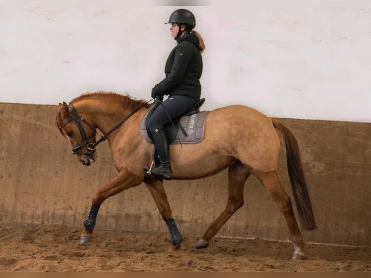 Poney de selle allemand Jument 6 Ans 150 cm Alezan in Lastrup