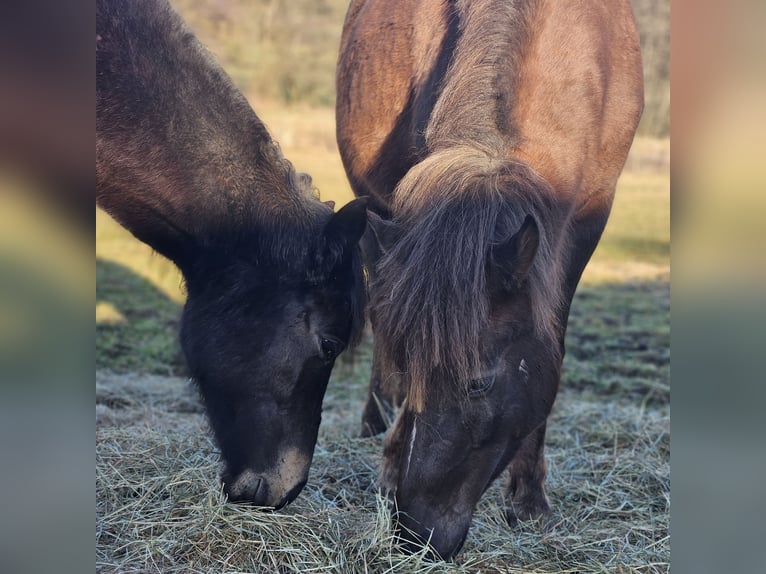 Poney de selle allemand Jument 6 Ans 152 cm Alezan cuivré in Ulrichstein