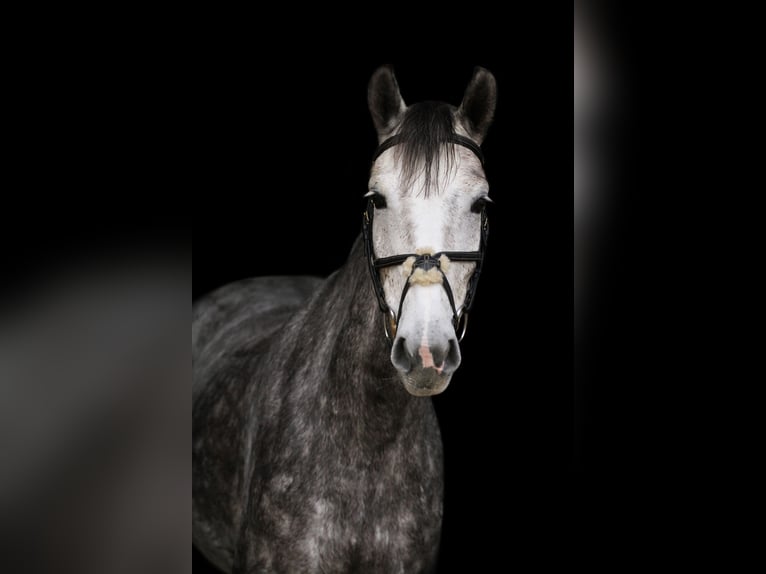 Poney de selle allemand Jument 6 Ans 152 cm Gris pommelé in Willich