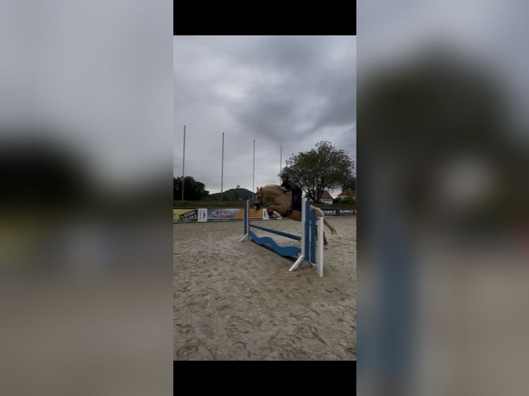 Poney de selle allemand Jument 6 Ans 152 cm Palomino in GörlitzGörlitz