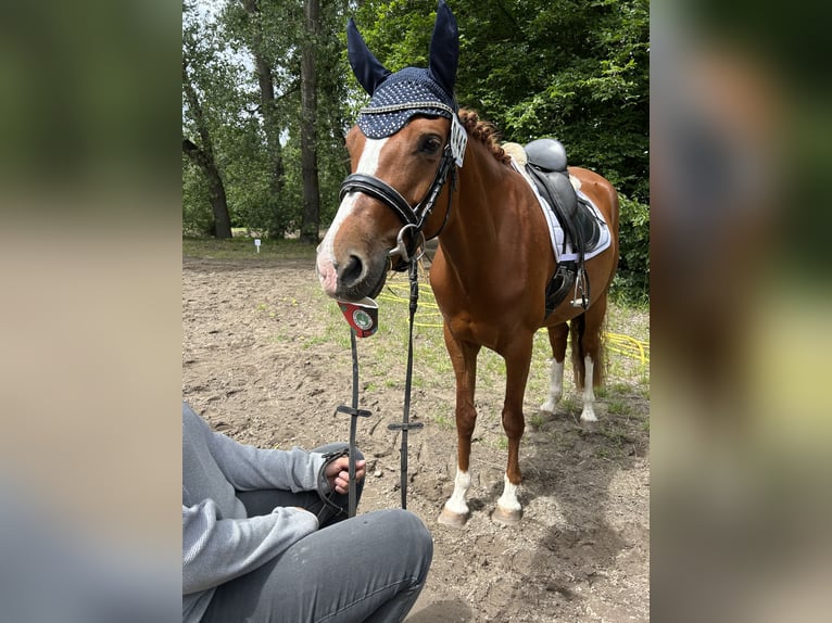 Poney de selle allemand Jument 6 Ans 153 cm Alezan in Burgdorf