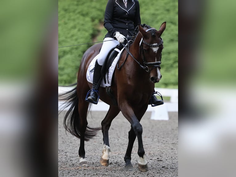 Poney de selle allemand Jument 6 Ans 153 cm Bai in Bönebüttel