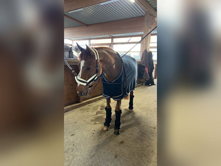 Poney de selle allemand Jument 6 Ans 155 cm Alezan in Gampern