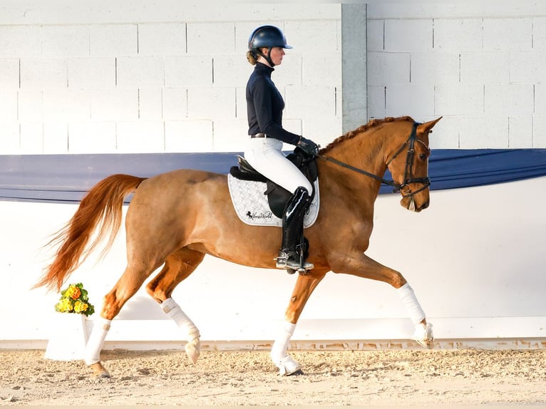 Poney de selle allemand Jument 6 Ans 155 cm Alezan in Gampern