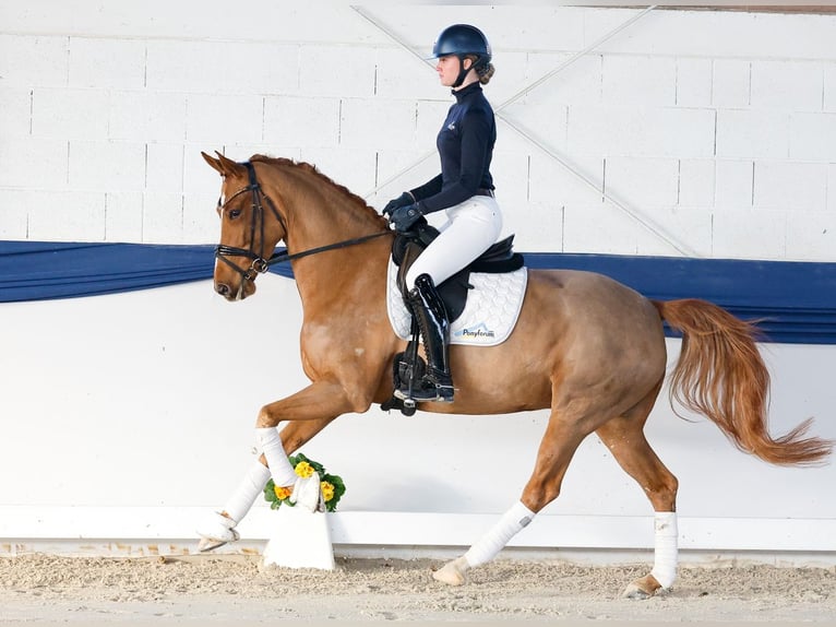 Poney de selle allemand Jument 6 Ans 155 cm Alezan in Gampern