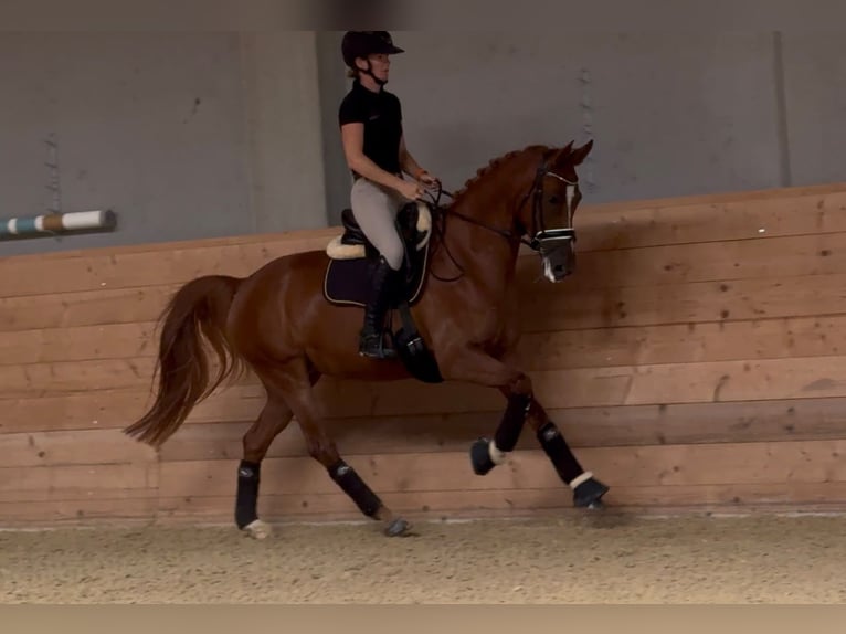 Poney de selle allemand Jument 6 Ans 155 cm Alezan in Gampern
