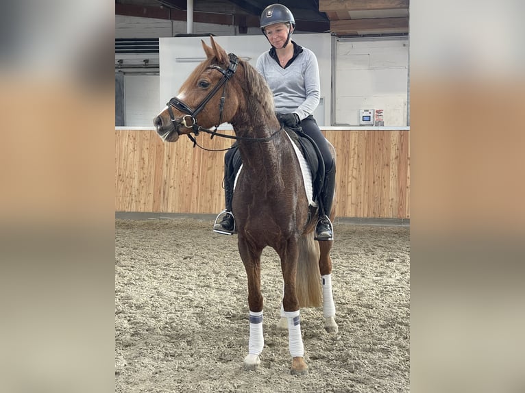 Poney de selle allemand Jument 6 Ans 155 cm Alezan in Löhne