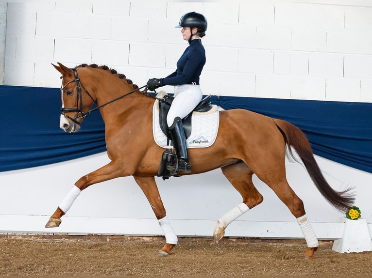 Poney de selle allemand Jument 6 Ans Alezan in Marsberg