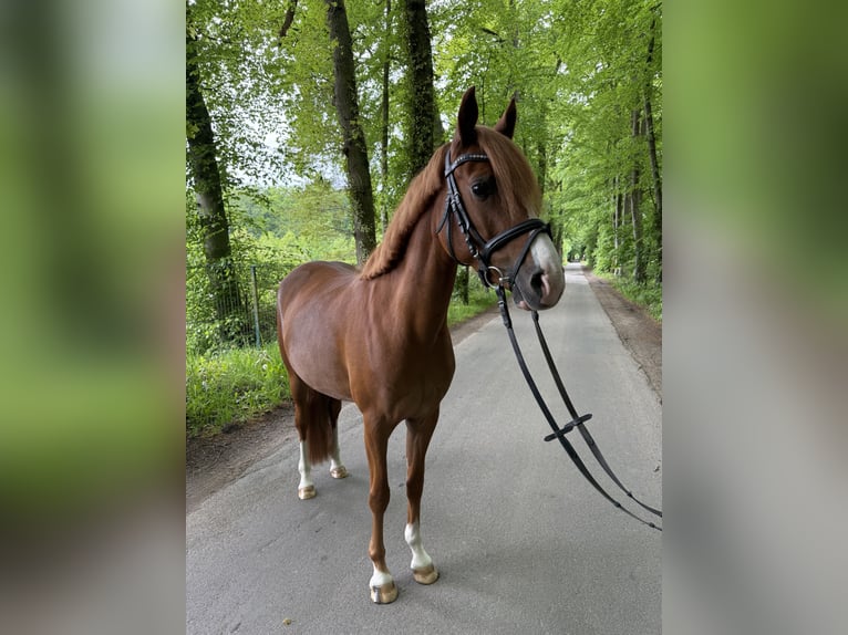 Poney de selle allemand Jument 6 Ans  in Hörstel