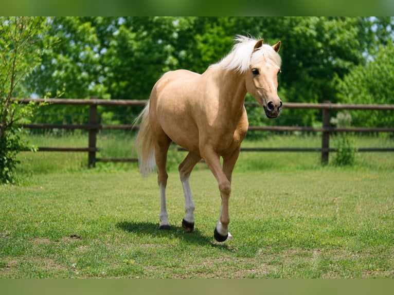 Poney de selle allemand Jument 7 Ans 141 cm Palomino in Himberg