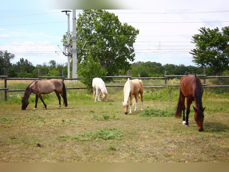 Poney de selle allemand Jument 7 Ans 141 cm Palomino in Himberg